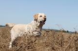 LABRADOR 023